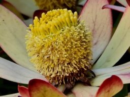 Leucadendron gandogeri male or pollen cone